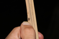 Chalepistes spermophilus