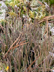Cladonia cornuta