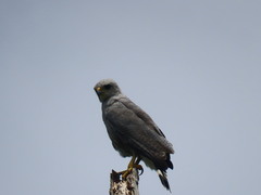 Buteo nitidus