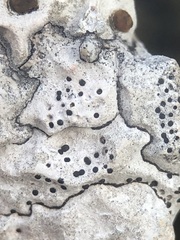 Bagliettoa parmigera