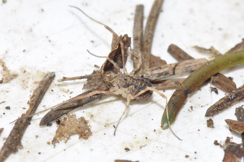 Lophopilio palpinalis