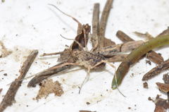 Lophopilio palpinalis