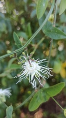 Passiflora misera