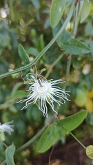 Passiflora misera
