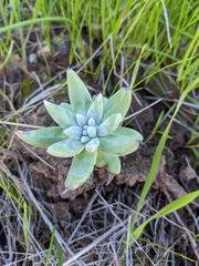 Dudleya virens