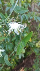 Passiflora misera