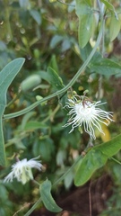 Passiflora misera
