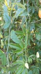 Passiflora misera