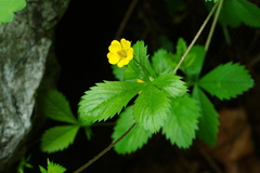 Potentilla simplex