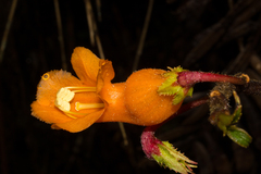 Columnea strigosa