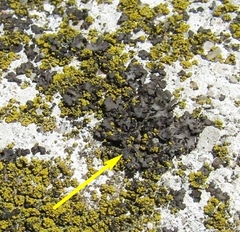 Xanthoparmelia pulla