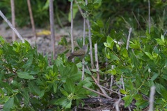 Setophaga coronata