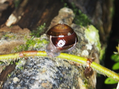 Camaenidae