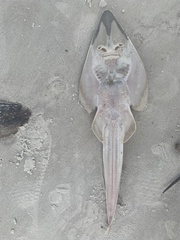 Pseudobatos lentiginosus