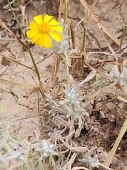 Thymophylla micropoides