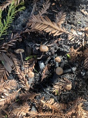 Lyophyllum anthracophilum