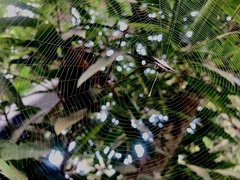 Gasteracantha geminata