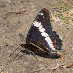 Limenitis lorquini