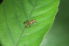 Hesticus