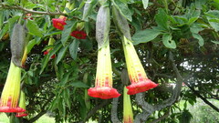 Brugmansia sanguinea