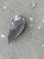 Pinnidae