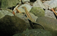 Pholidoscelis fuscatus