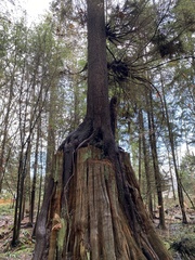 Arceuthobium tsugense