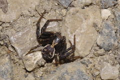 Xysticus gallicus