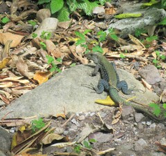 Pholidoscelis fuscatus
