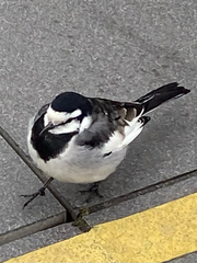 Motacilla alba