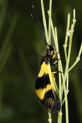 Libelloides macaronius