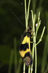 Libelloides macaronius