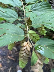 Flemingia strobilifera image