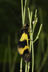 Libelloides macaronius