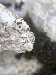 Bagliettoa parmigera