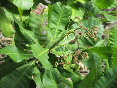 Anacardium occidentale