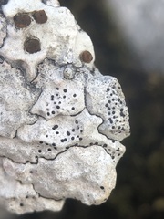 Bagliettoa parmigera