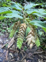 Flemingia strobilifera