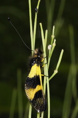 Libelloides macaronius