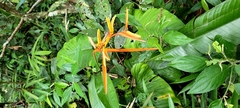 Heliconia