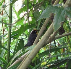 Atlapetes pallidinucha