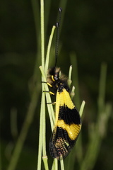 Libelloides macaronius