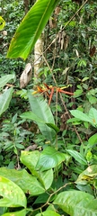 Heliconia