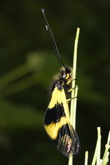 Libelloides macaronius