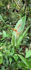 Heliconia