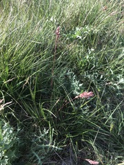 Poa bulbosa vivipara