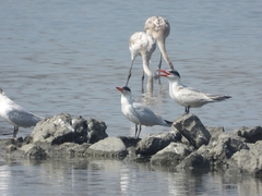 Hydroprogne caspia