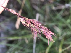 Poa bulbosa vivipara