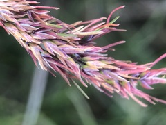 Poa bulbosa vivipara