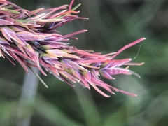Poa bulbosa vivipara
